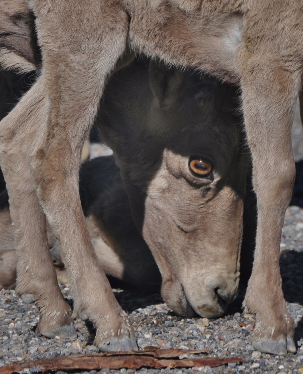 Big Horn sheep